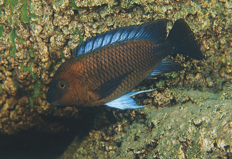 Petrochromis famula 'Muzimu'